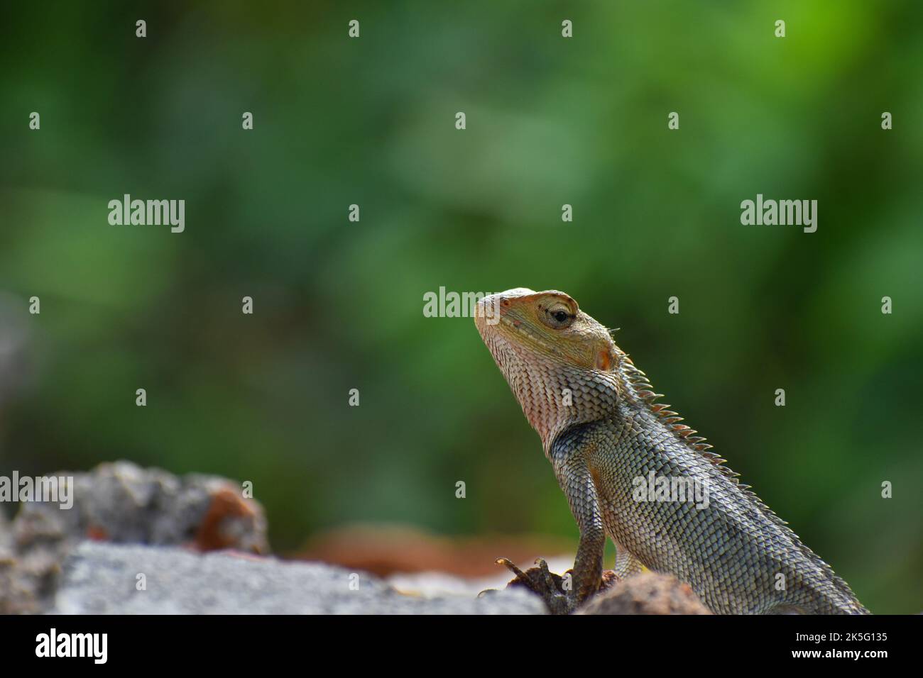 An eastern garden lizard sun bathing on gravel Stock Photo - Alamy