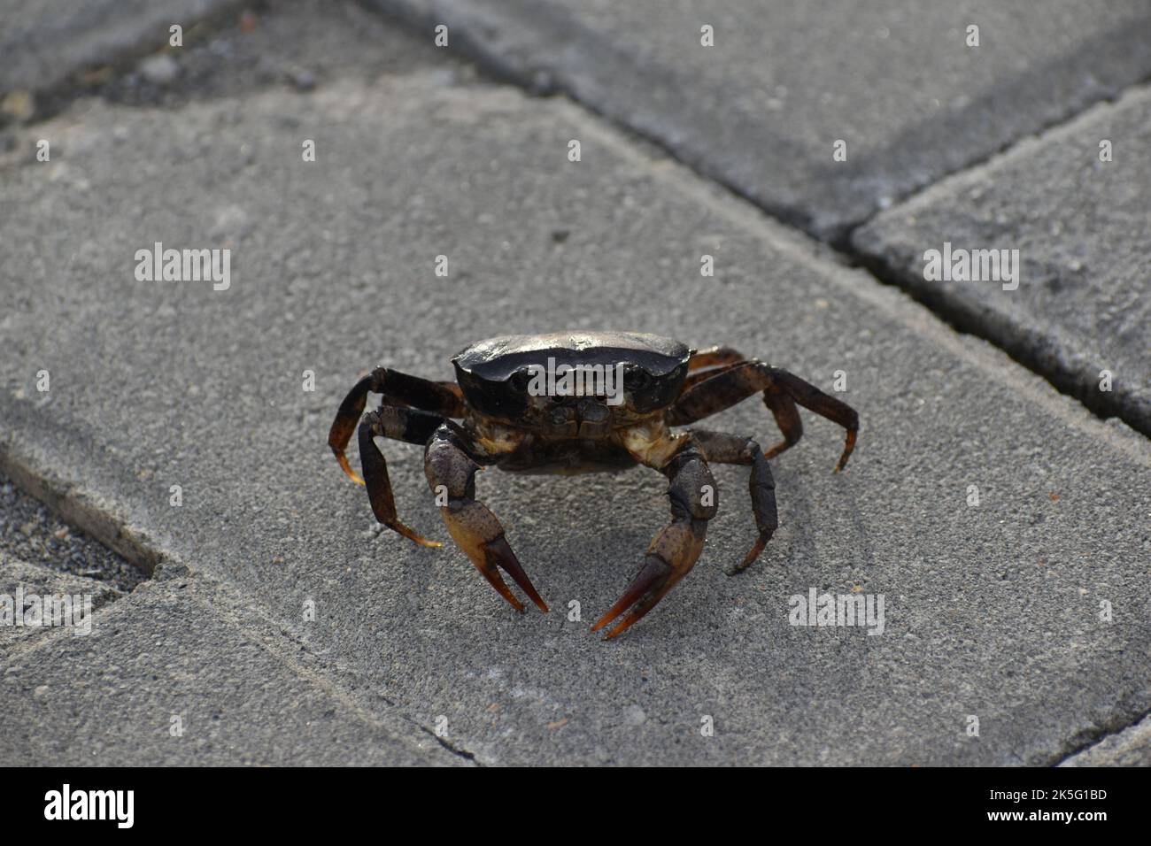 A freshwater crab walking sideways on paving block. Java. Indonesia. Stock Photo