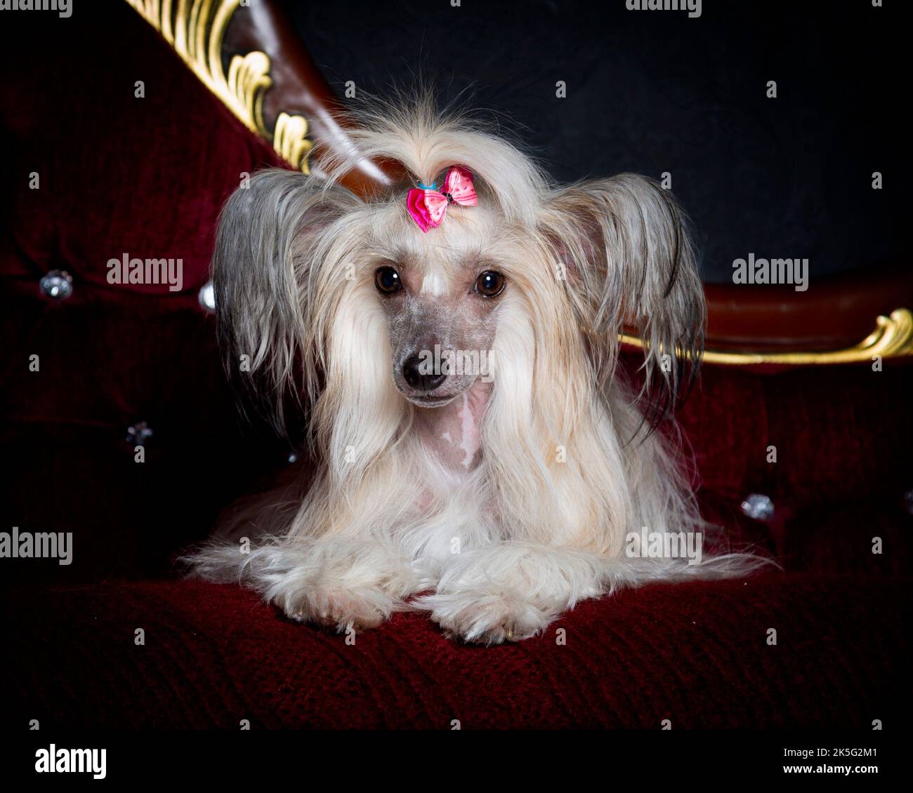 A Picture of a Chinese Crested Dog in a Professional Studio Environment Lying on a Sofa Stock Photo