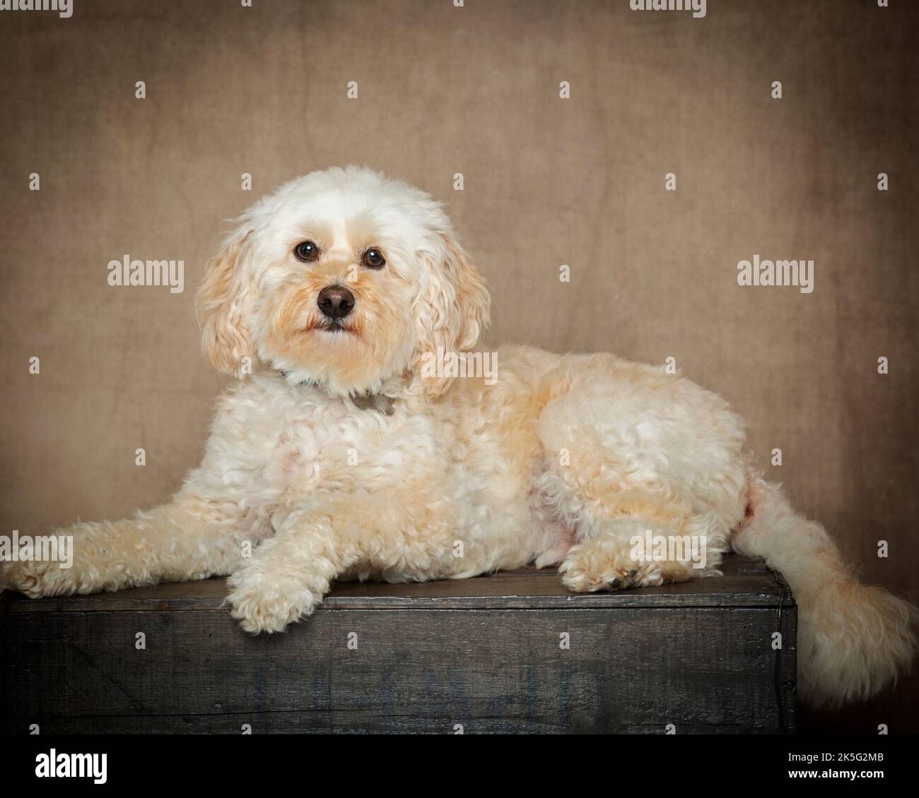 Toad pets hi-res stock photography and images - Alamy