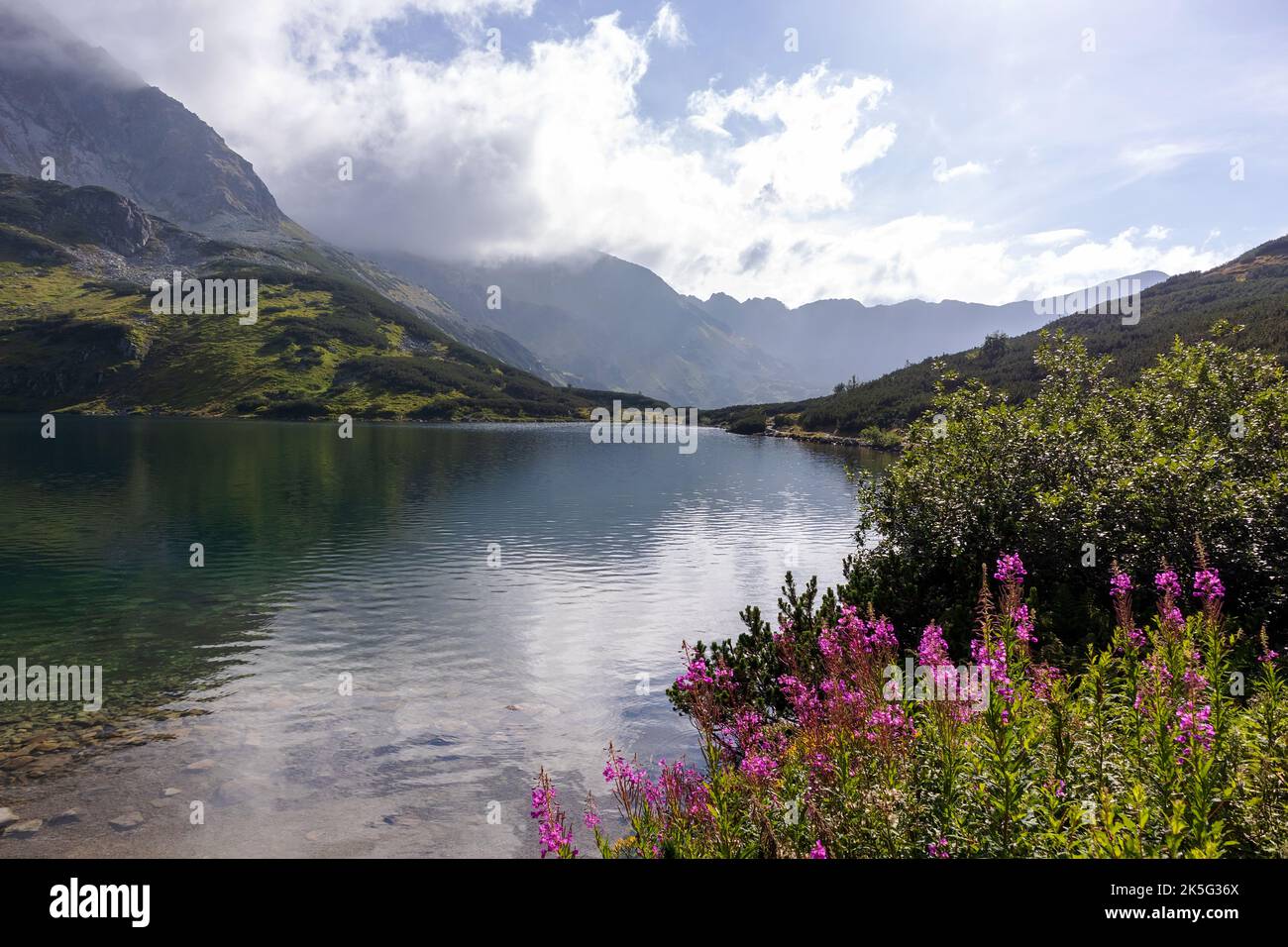 Beautiful landscape between Polish mountains with a small mountain lake with purple pink flowers and green trees Stock Photo