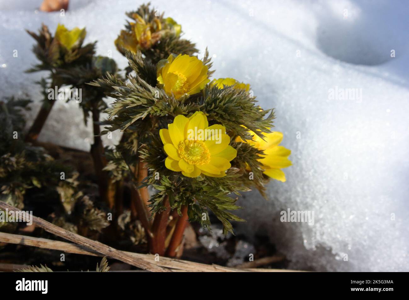 Amur adonis(Adonis amurensis) in snow. Stock Photo