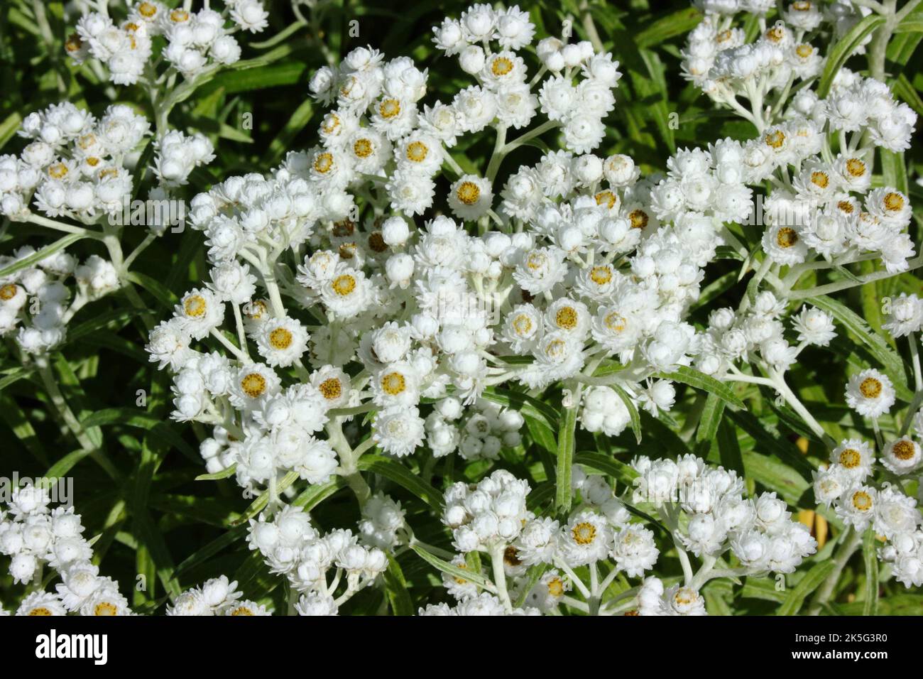 Pearly everlasting(Anaphalis margaritacea) flowers. Stock Photo