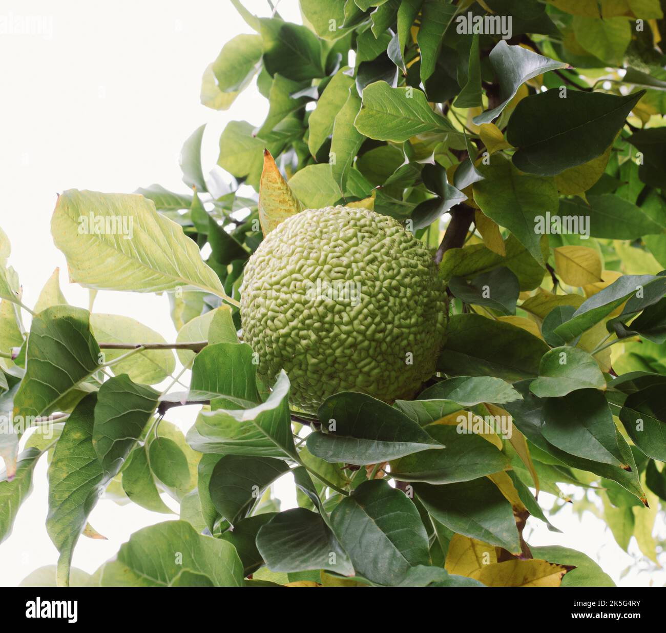 Maclura pomifera fruit of green color on yellow leaves on table. Beige background. Stock Photo