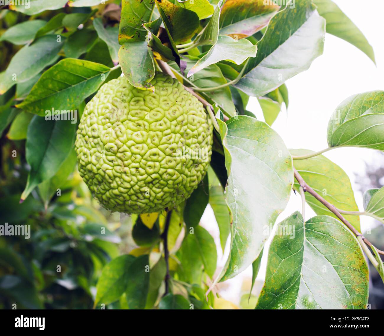 Maclura pomifera fruit on a tree. Green background from leaves. Stock Photo
