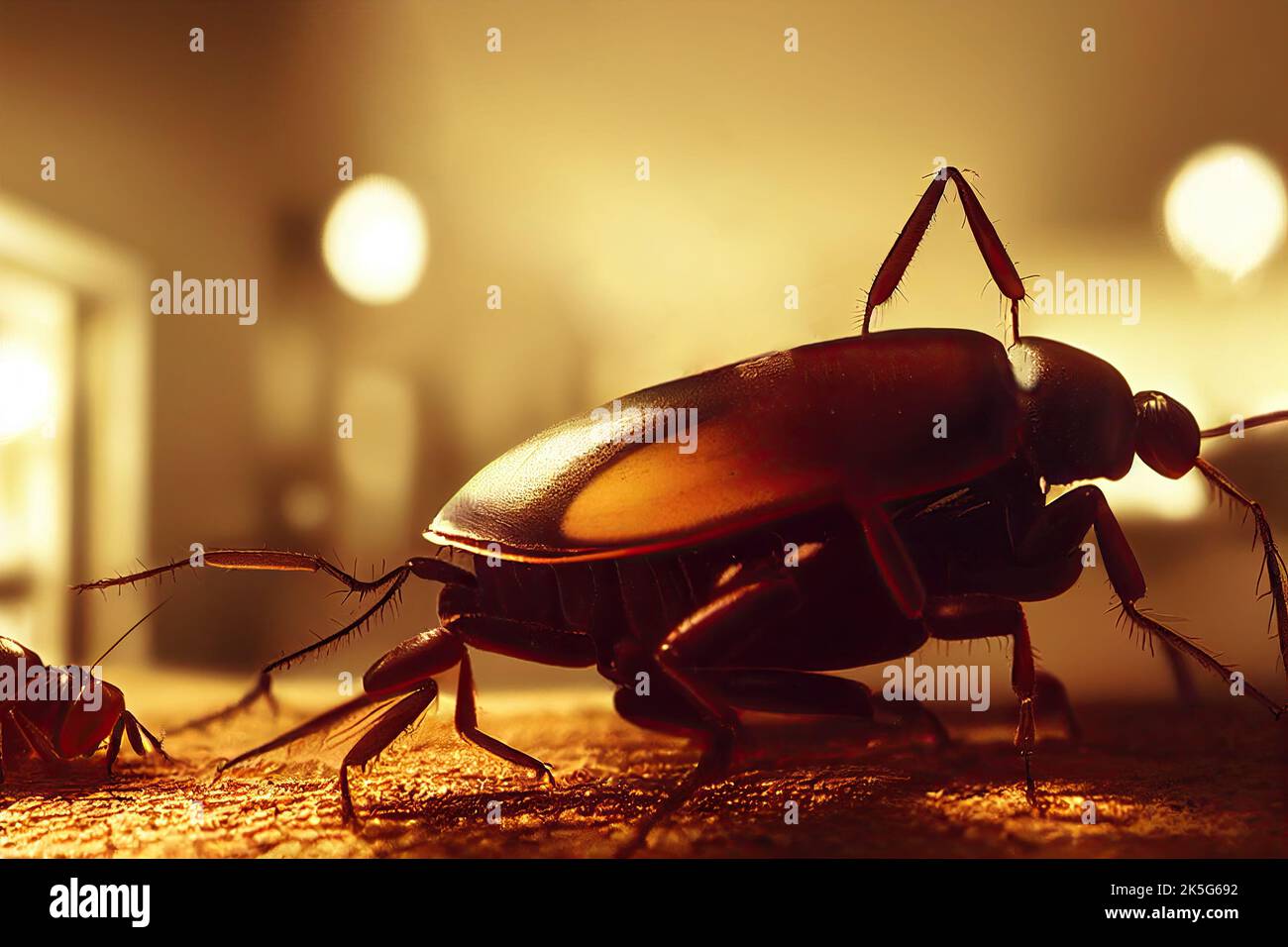 Germanic cockroach hires stock photography and images Alamy