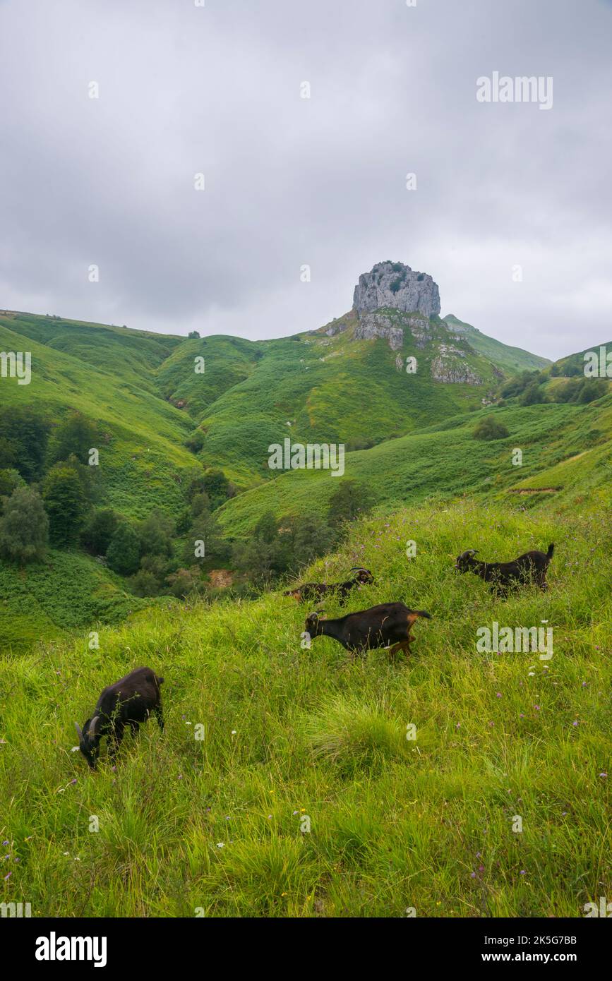 Goats in a meadow. Collados del Ason Nature Reserve, Cantabria, Spain. Stock Photo