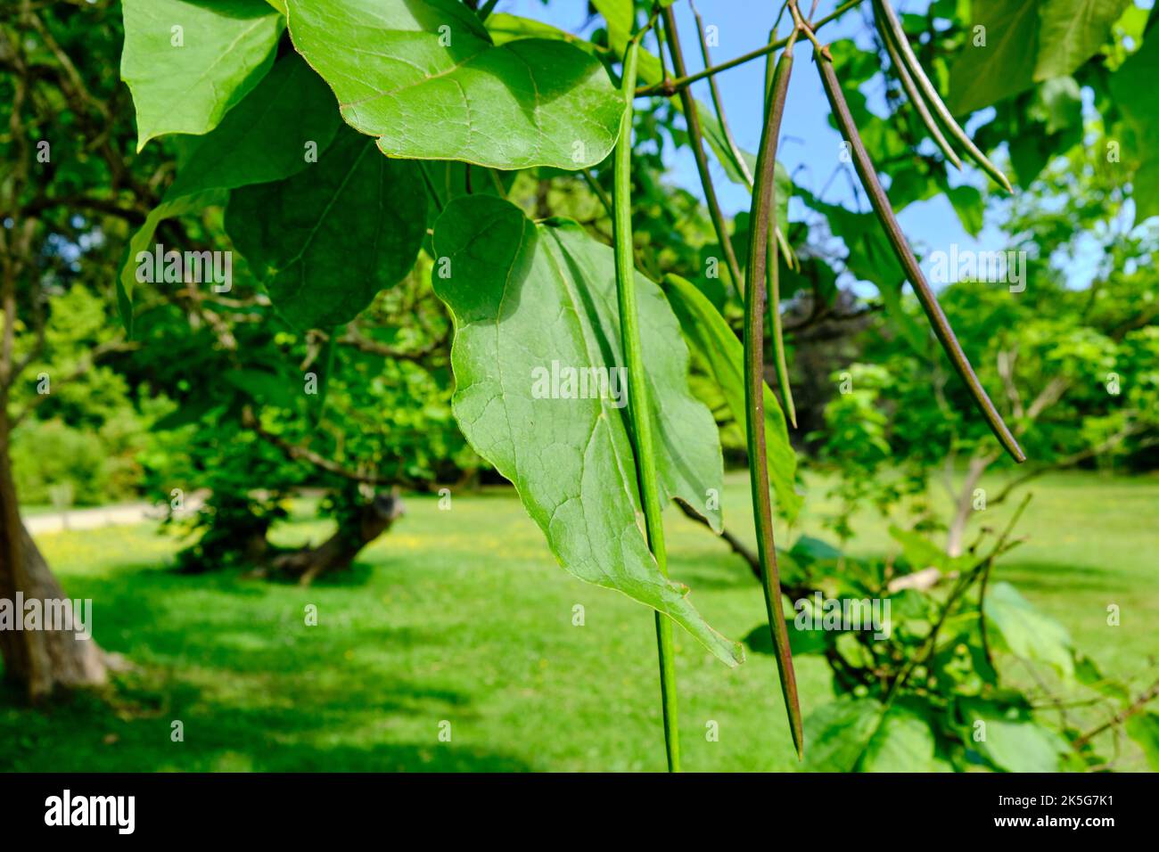 Foliage and fruits of the Southern Catalpa tree (Catalpa bignonioides) at the Chinese Tea House, Park Sanssouci, Potsdam, Brandenburg, Germany. Stock Photo