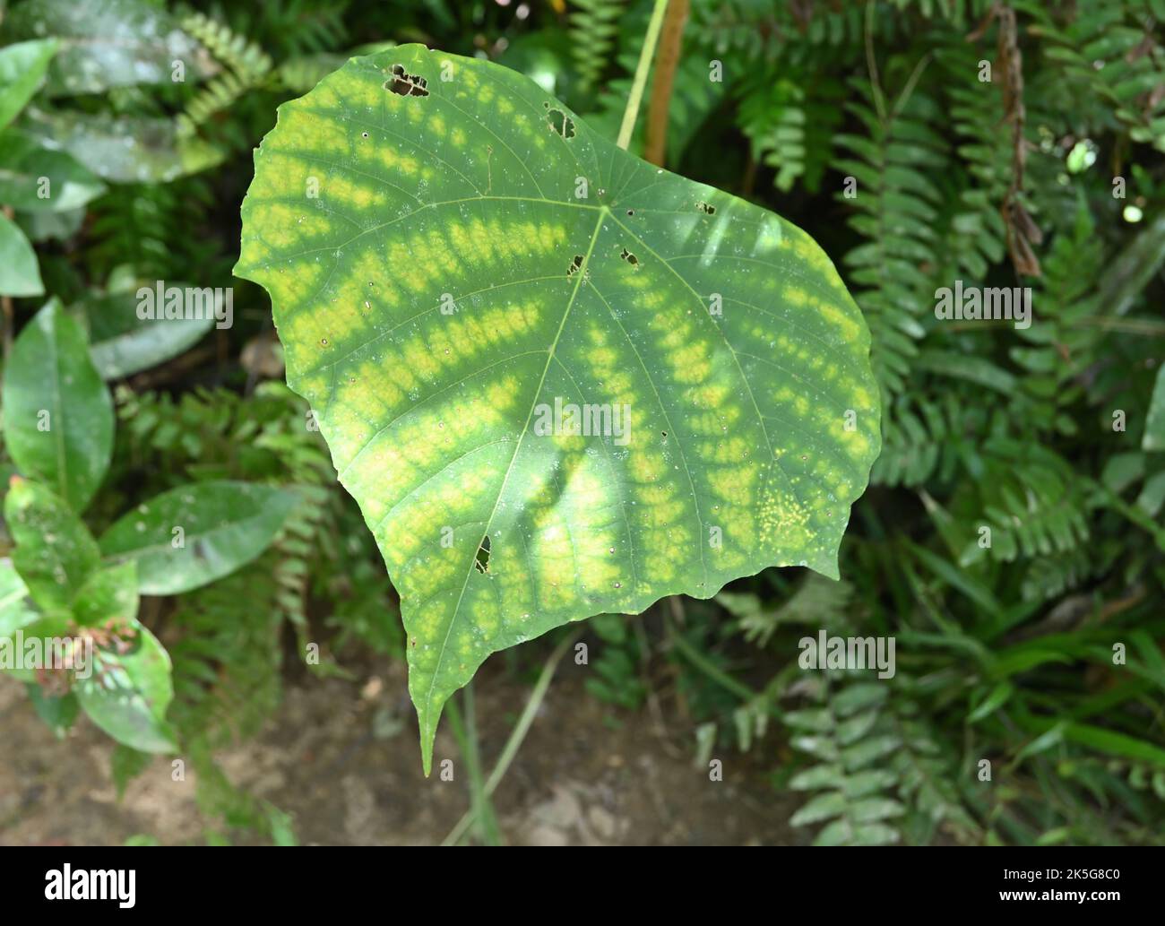 Close up of a large wild leaf, This mature old leaf yellow