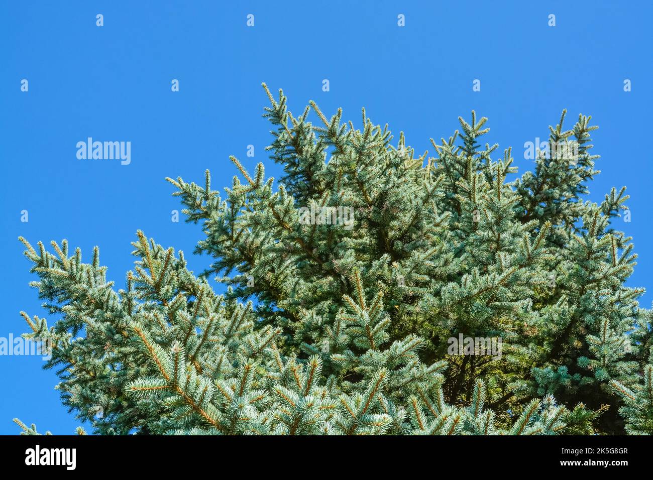 Fir tree pine blue sky bright hi-res stock photography and images - Alamy