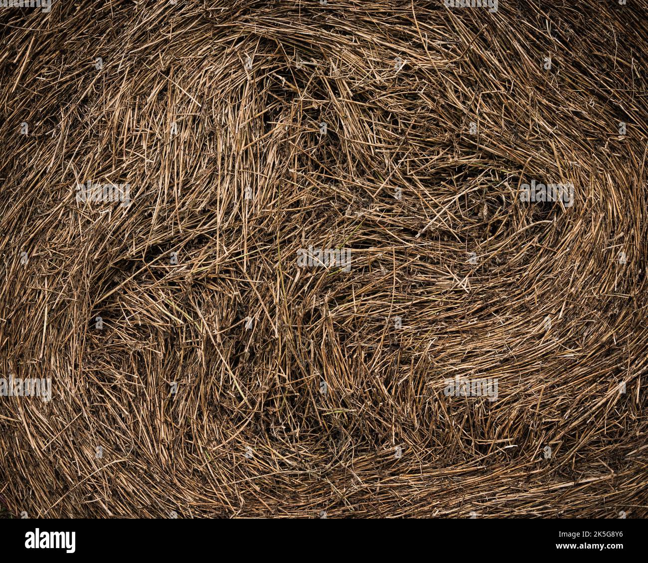 A closeup of the details of a hay roll Stock Photo - Alamy
