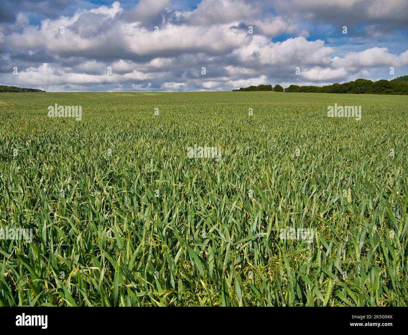 A field of green growing wheat into the far distance against a blue sky with white clouds. Stock Photo