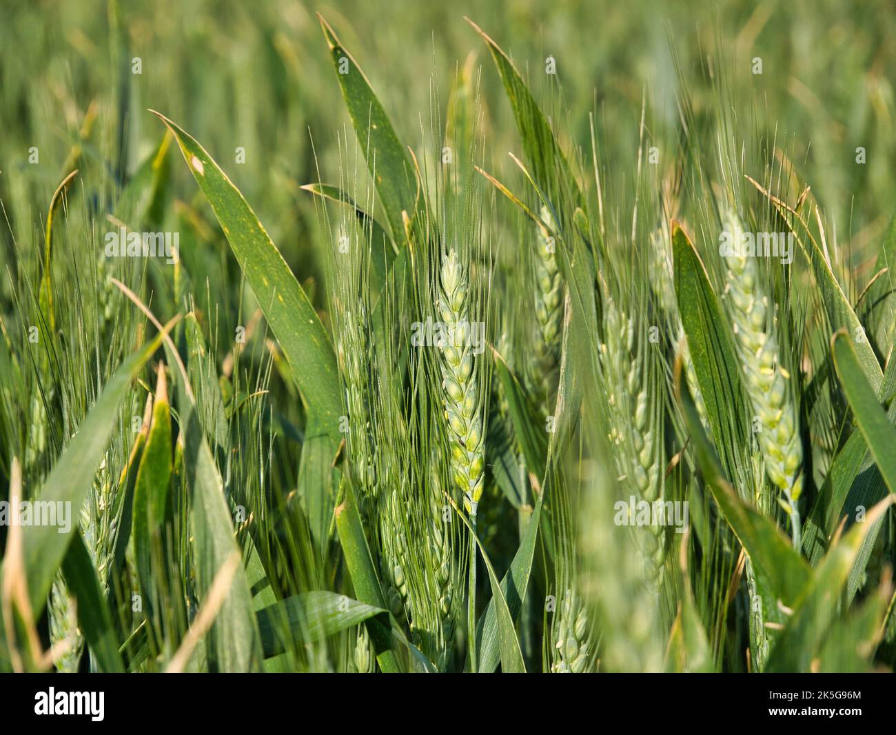 Closeup of an ear of growing wheat, with a narrow depth of field and blurred background. Stock Photo