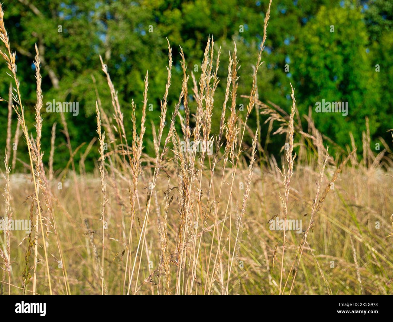 Tall, golden grasses in land left to rewild as part of a land management programme to encourage biodiversity. Taken on a sunny day in summer. Stock Photo