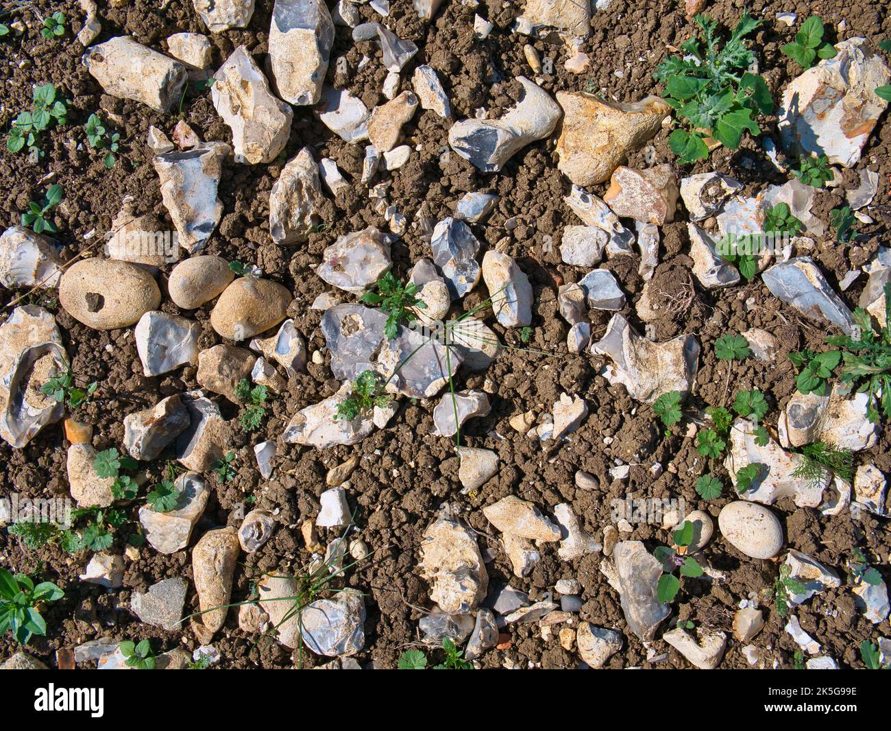 A close up of flints and flint nodules in the superficial deposits of clay with flints in farmland north of Berkhamsted in the Chilterns, England, UK. Stock Photo