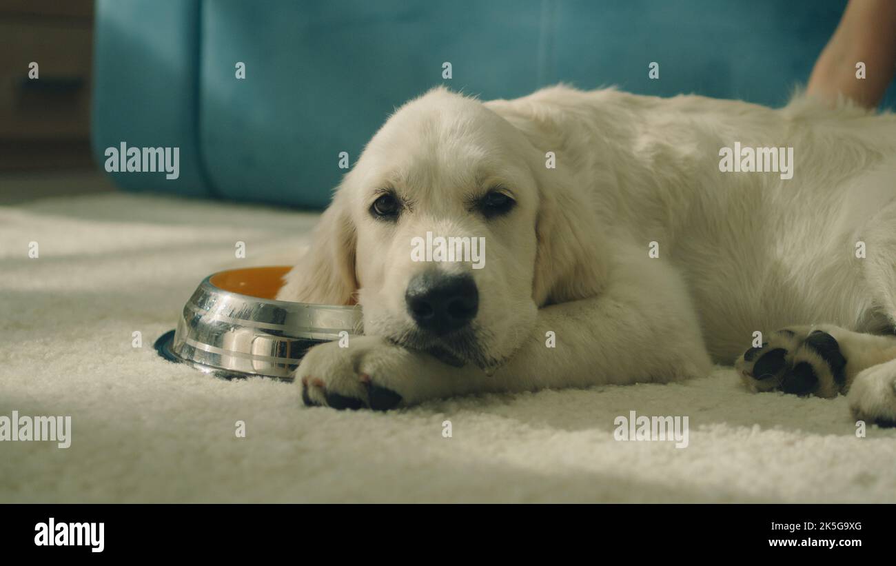 Girl putting bowl on mild carpet, dog drinking water and splashing