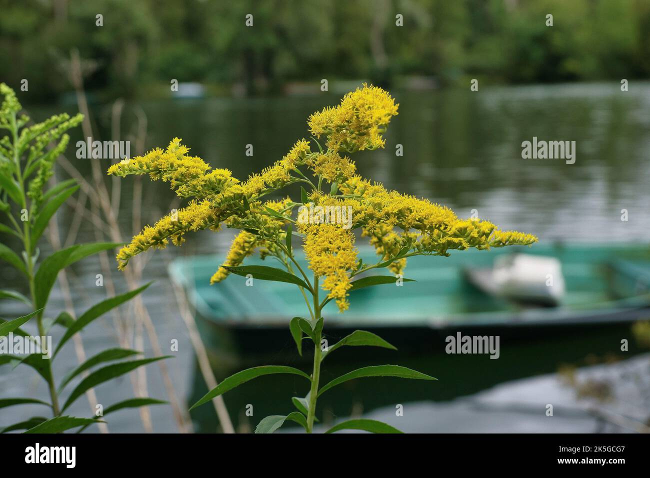 A bright tall shrub with yellow solidago gigantea flowers on shore of lake with blurred background Stock Photo