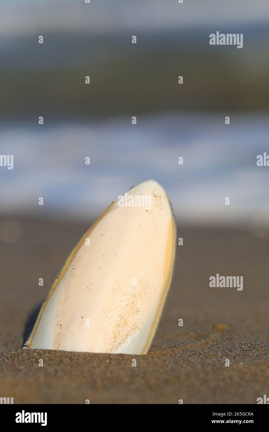 white cuttlefish bone beached on the beach by the sea Stock Photo