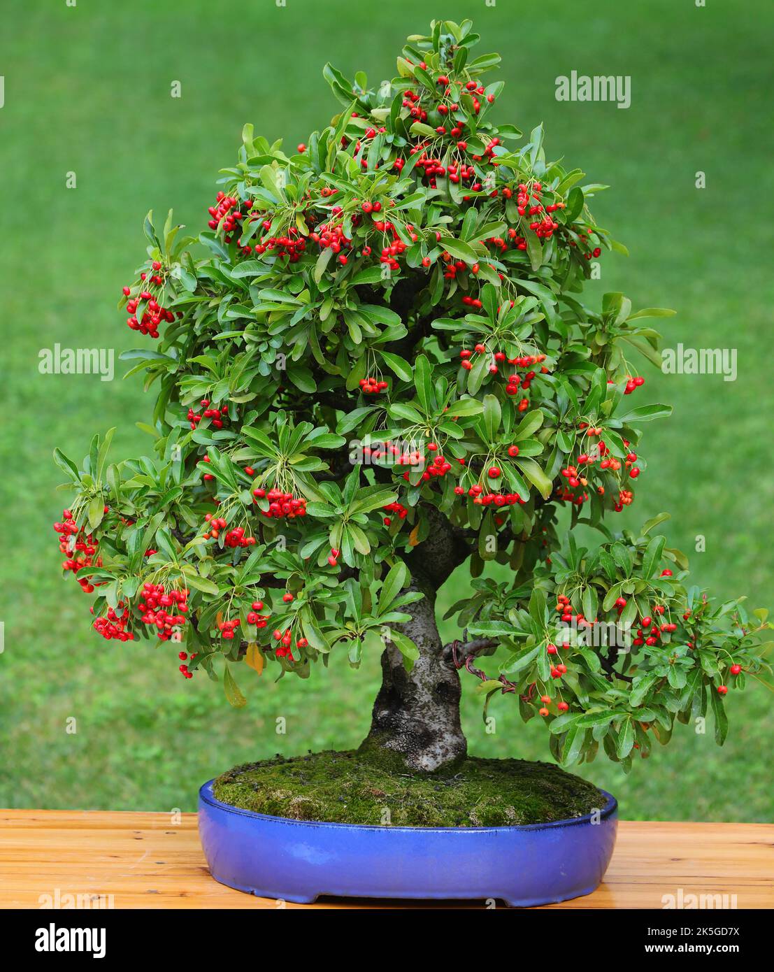 small bonsai tree with microscopic red berries inside the pot Stock Photo