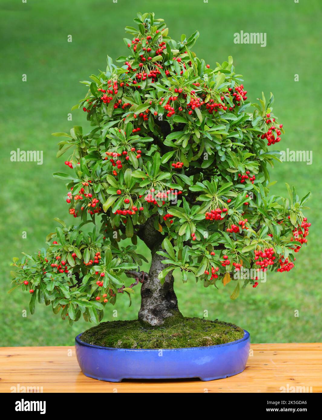 small bonsai tree with microscopic red berries inside the pot Stock Photo