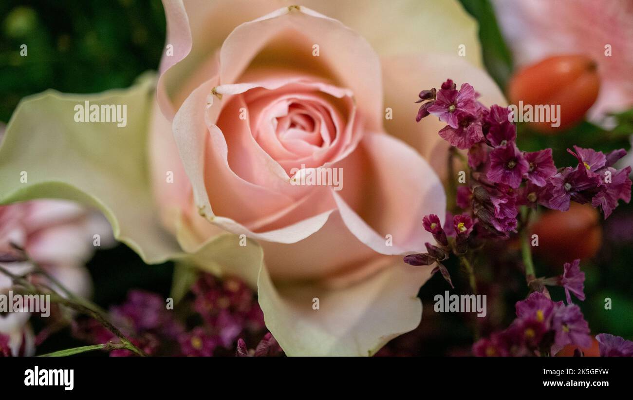 A close up shot of a pink Garden Rose and Viscaria vulgaris flowers Stock Photo