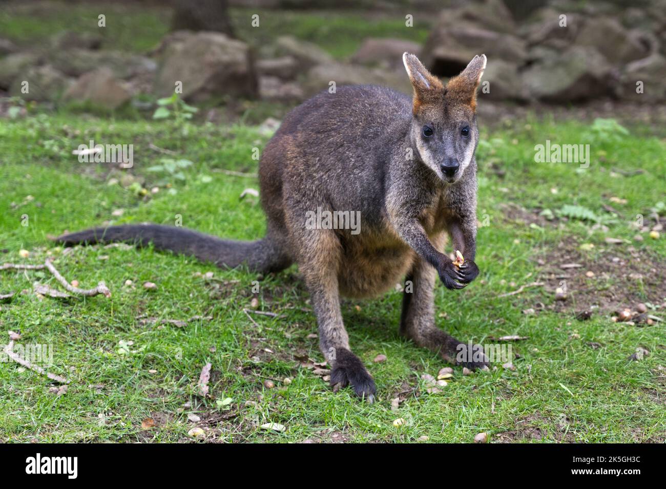 Wallaby the small kangaroo eating and sitting Stock Photo