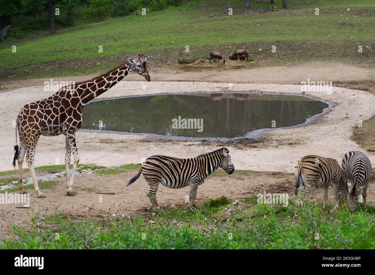 Giraffe and zebra at waterhole in Africa peaceful scene Stock Photo