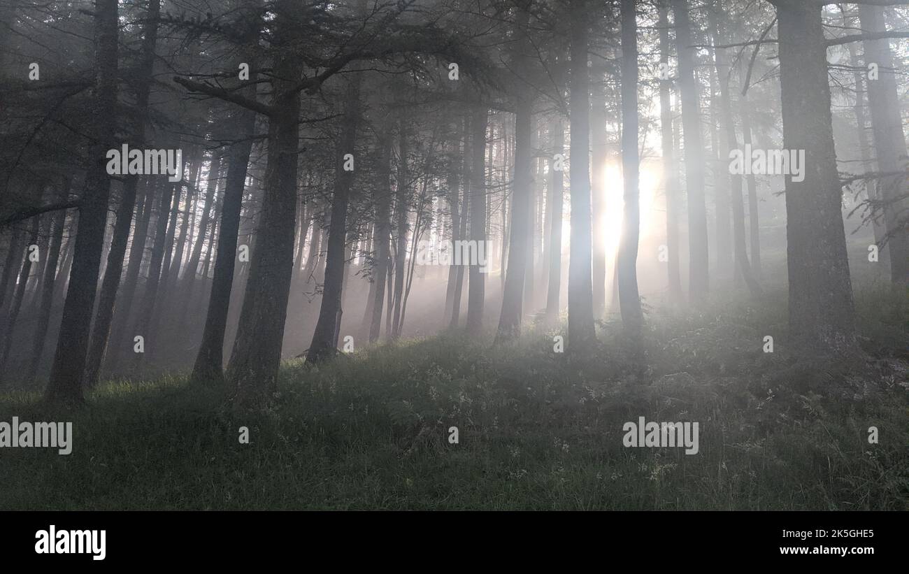 A panoramic view of the trees in a misty forest Stock Photo - Alamy