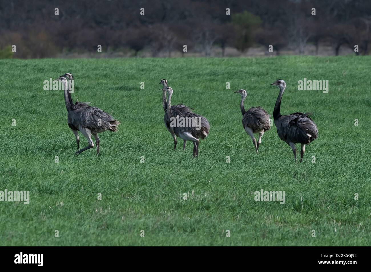 Greater Rhea, Rhea americana, in Pampas coutryside environment, La ...