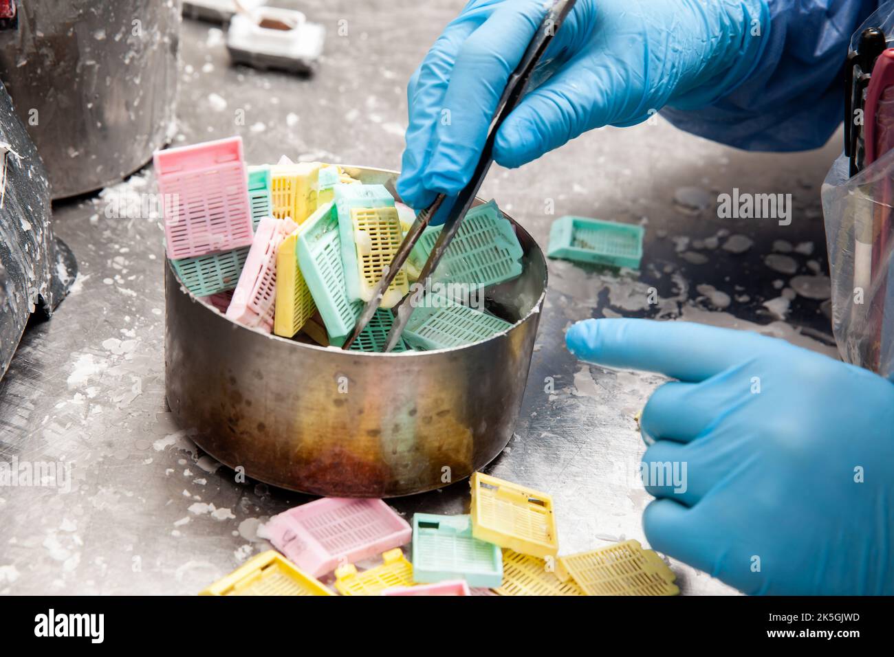 Cassettes with biopsy samples in hot paraffin. Scientist embedding tissues in paraffin blocks for sectioning. Pathology laboratory. Cancer diagnosis. Stock Photo