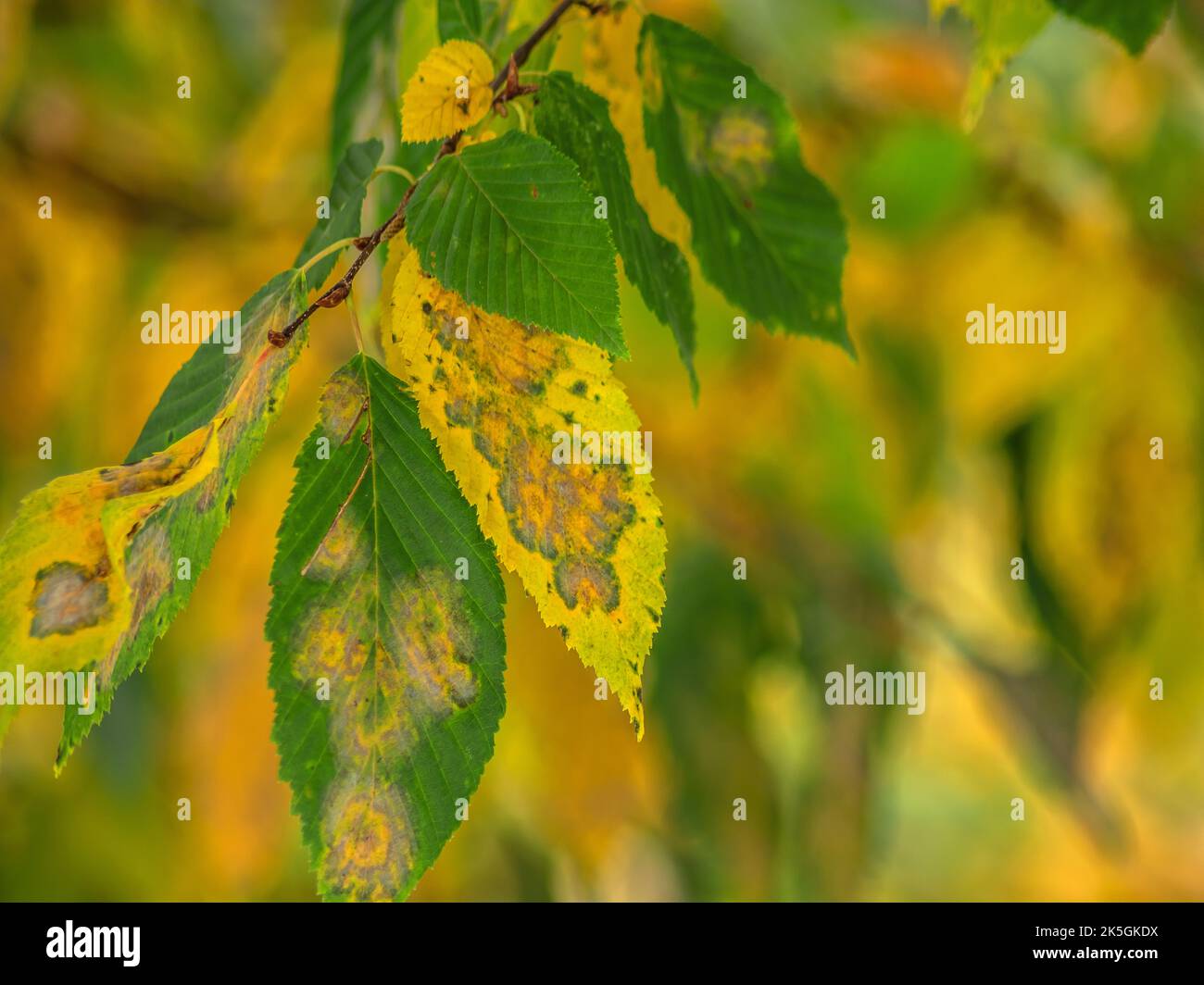 AUTUMNAL : Elm leaves in October Stock Photo