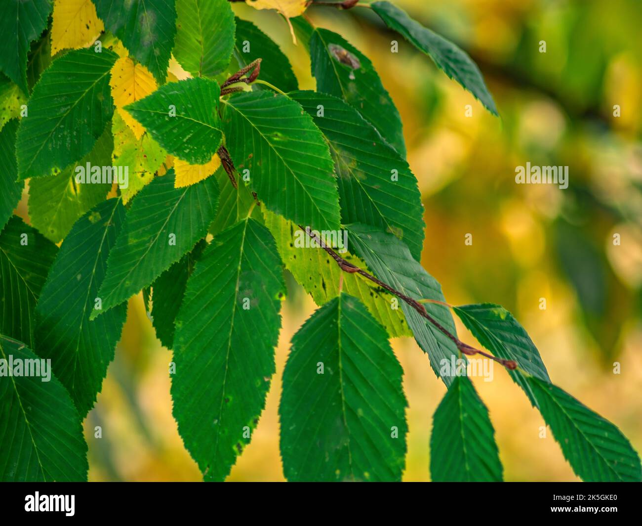 AUTUMNAL : Elm leaves in October Stock Photo