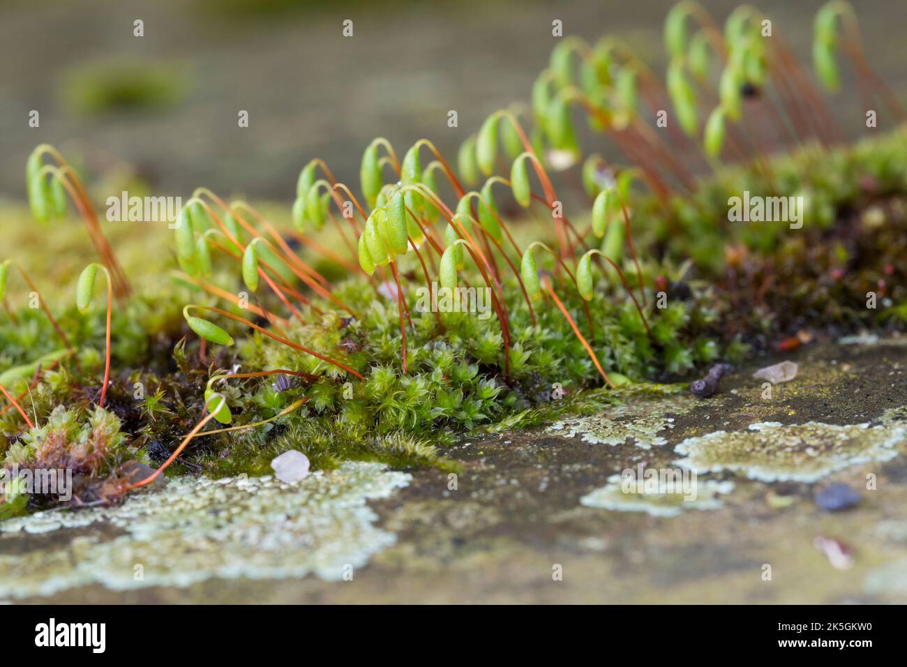 Haarblättriges Birnmoos, Scheuerlappen-Moos, an einer Steinmauer, Mauer, Bryum capillare, Ptychostomum capillare Stock Photo