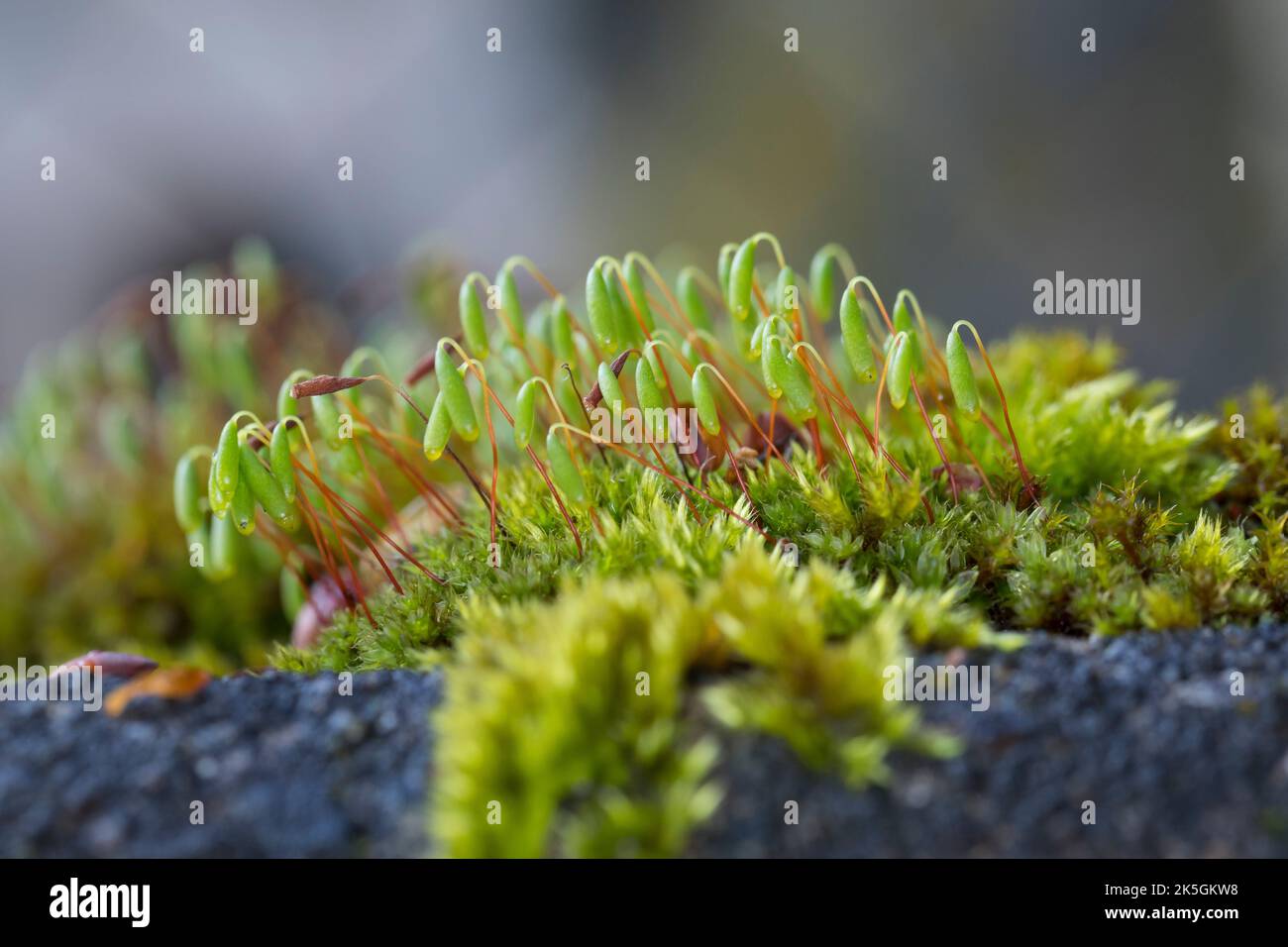 Haarblättriges Birnmoos, Scheuerlappen-Moos, an einer Steinmauer, Mauer, Bryum capillare, Ptychostomum capillare Stock Photo