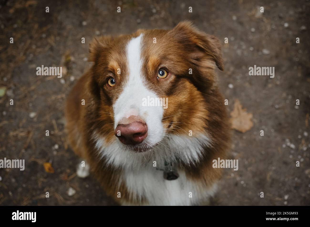 Dog begs for food with serious face and sad eyes. Beautiful young brown happy Australian Shepherd portrait close up. View from above. Aussie red trico Stock Photo