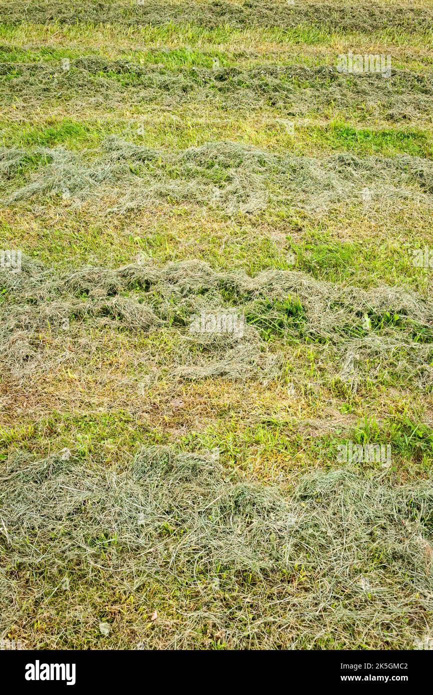 Close up of freshly cut grass in a field in rows Stock Photo