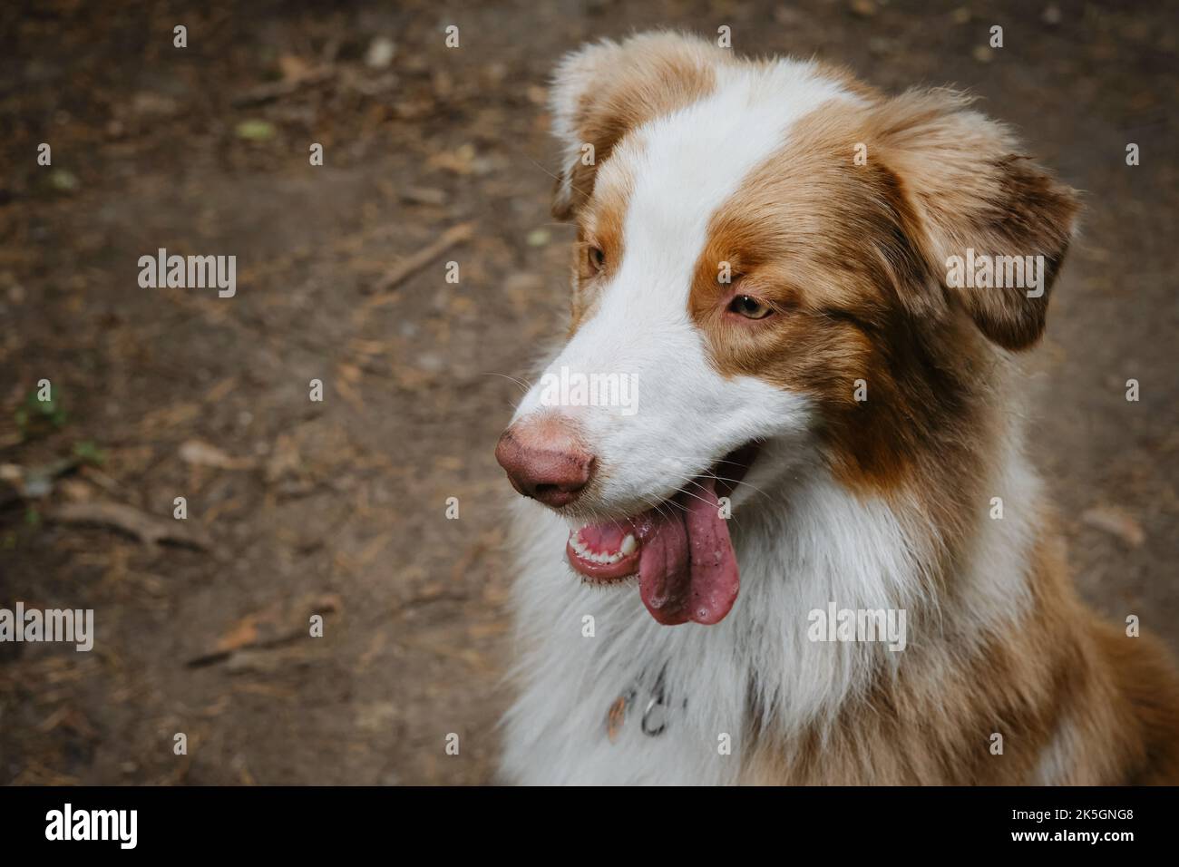 Beautiful young happy Australian Shepherd dog with tongue sticking out