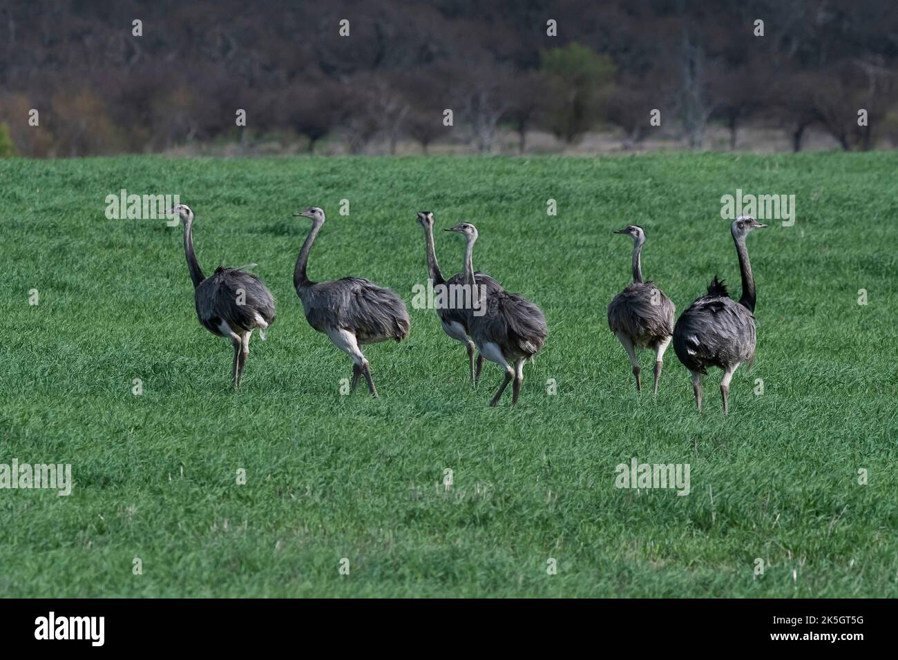 Greater Rhea, Rhea americana, in Pampas coutryside environment, La ...
