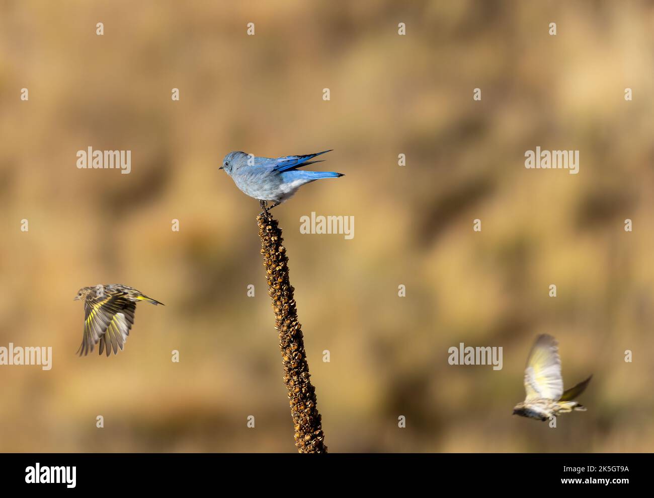 A mountain bluebird and a pair of pine siskins gather seeds as aspen trees turn to gold in the Victor / Cripple Creek Mining district in autumn Stock Photo