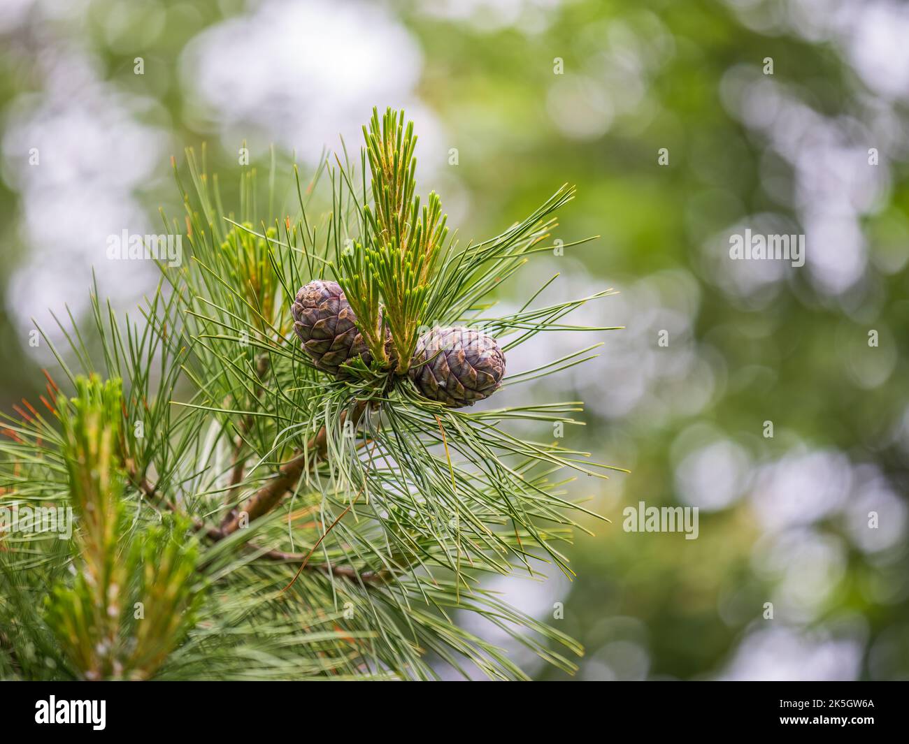Siberian pine tree pinus sibirica hi-res stock photography