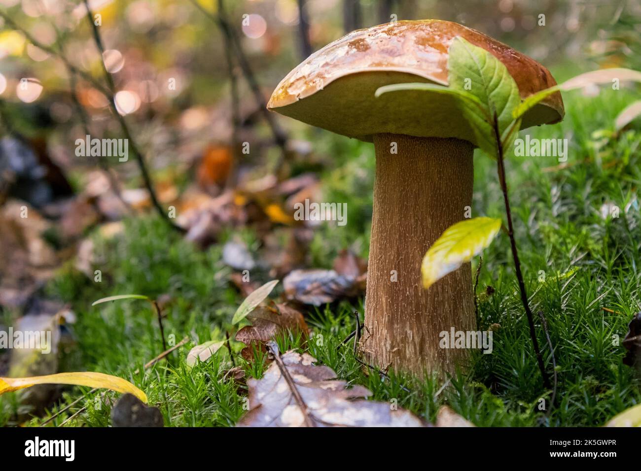 Chestnut mushroom in the autumn forest Stock Photo