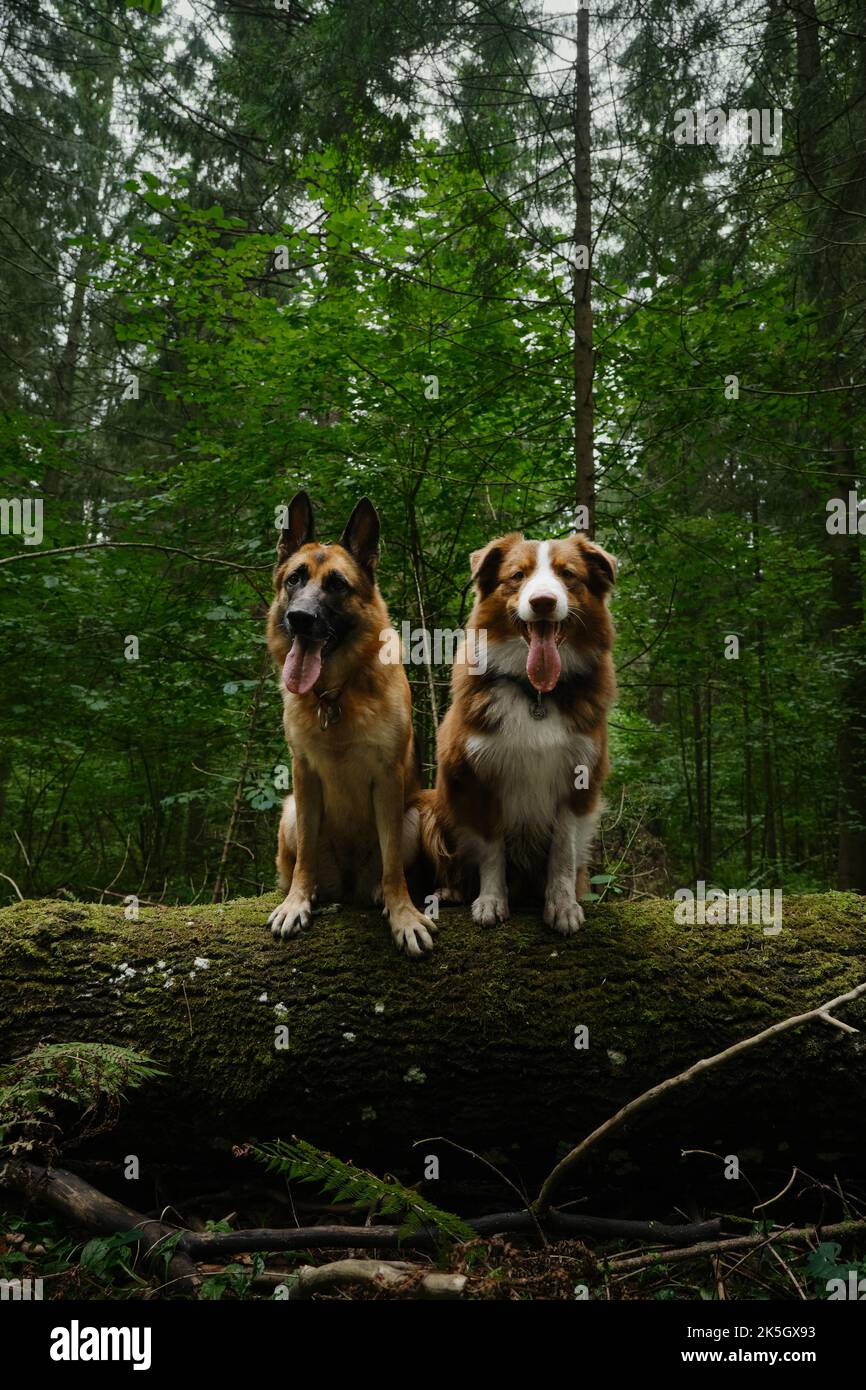 Australian and German Shepherd pose with their paws on log with moss