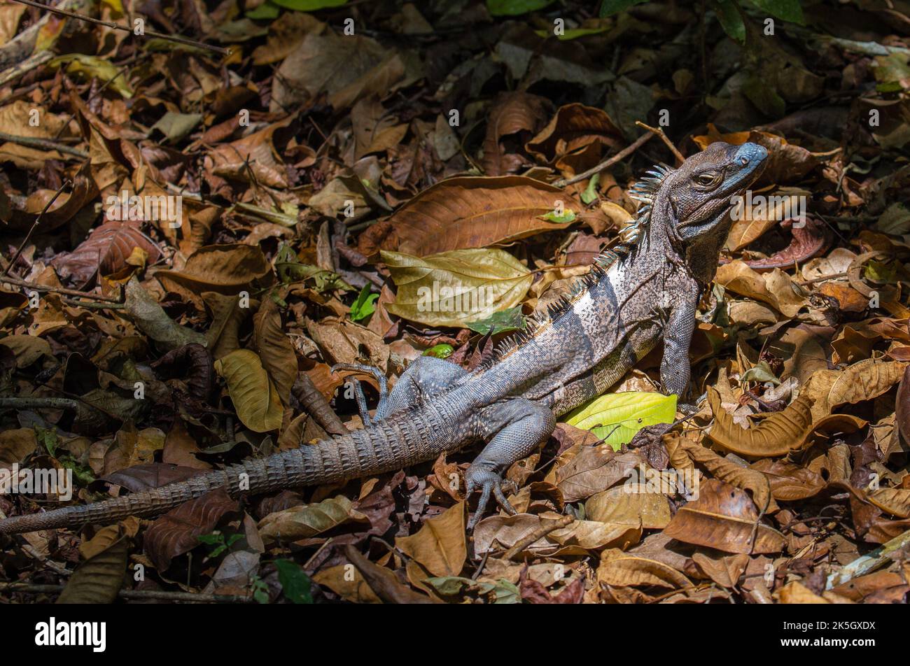 One blue iguana on the ground in Cahuita National Park. Stock Photo