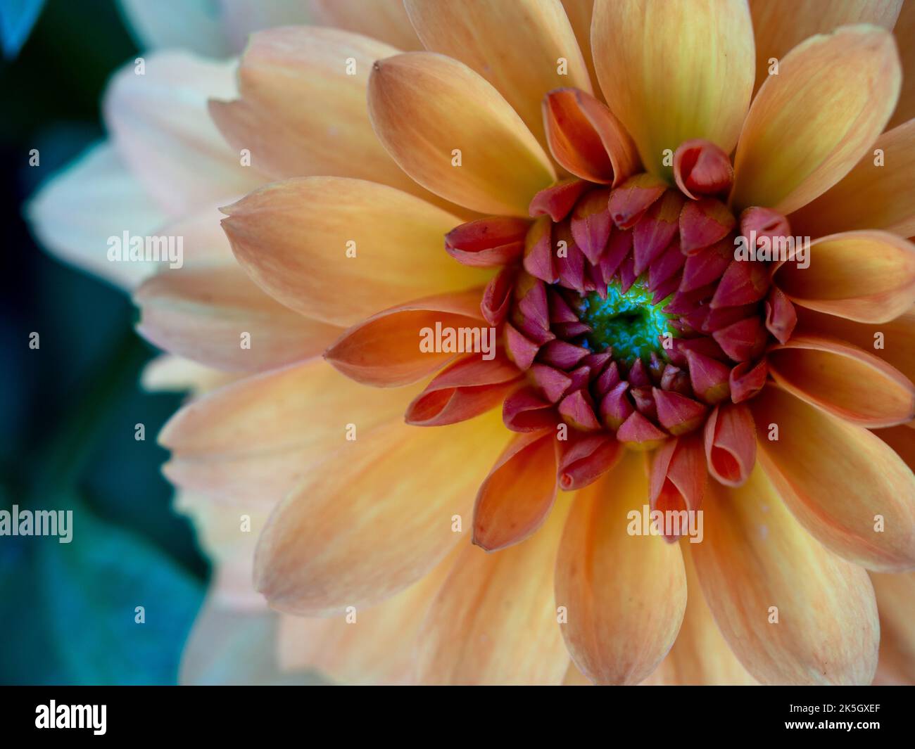 Digital flora hi-res stock photography and images - Alamy