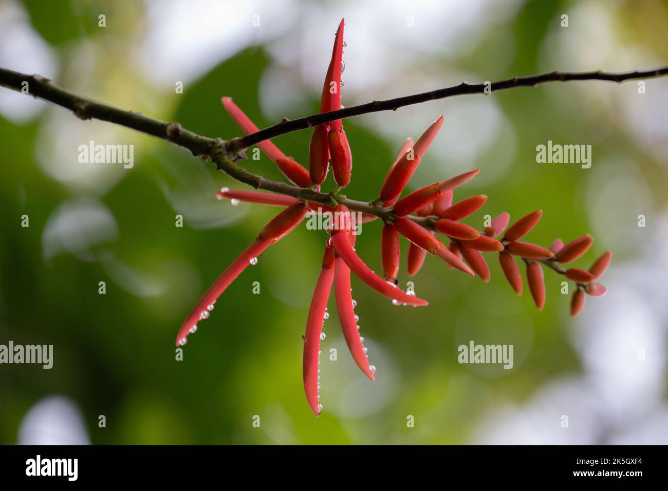 Red coral tree flower in a tropical rain forest in Costa Rica. Stock Photo