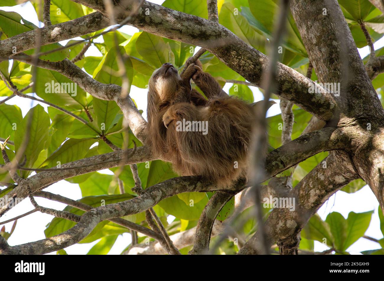 One cuddly three-toed sloth hangs from a branch in Cahuita National Park, Costa Rica. Stock Photo
