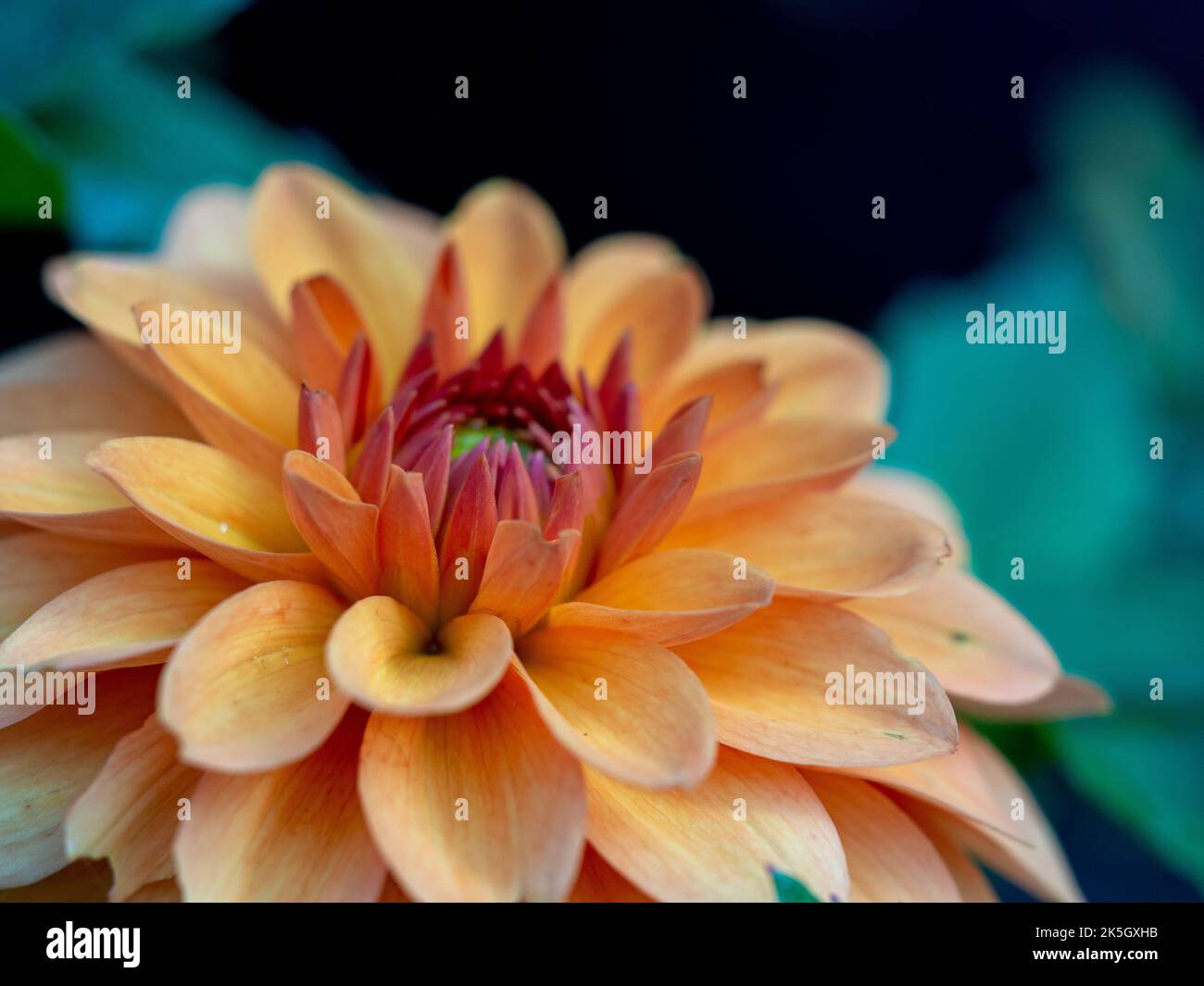 Digital flora hi-res stock photography and images - Alamy