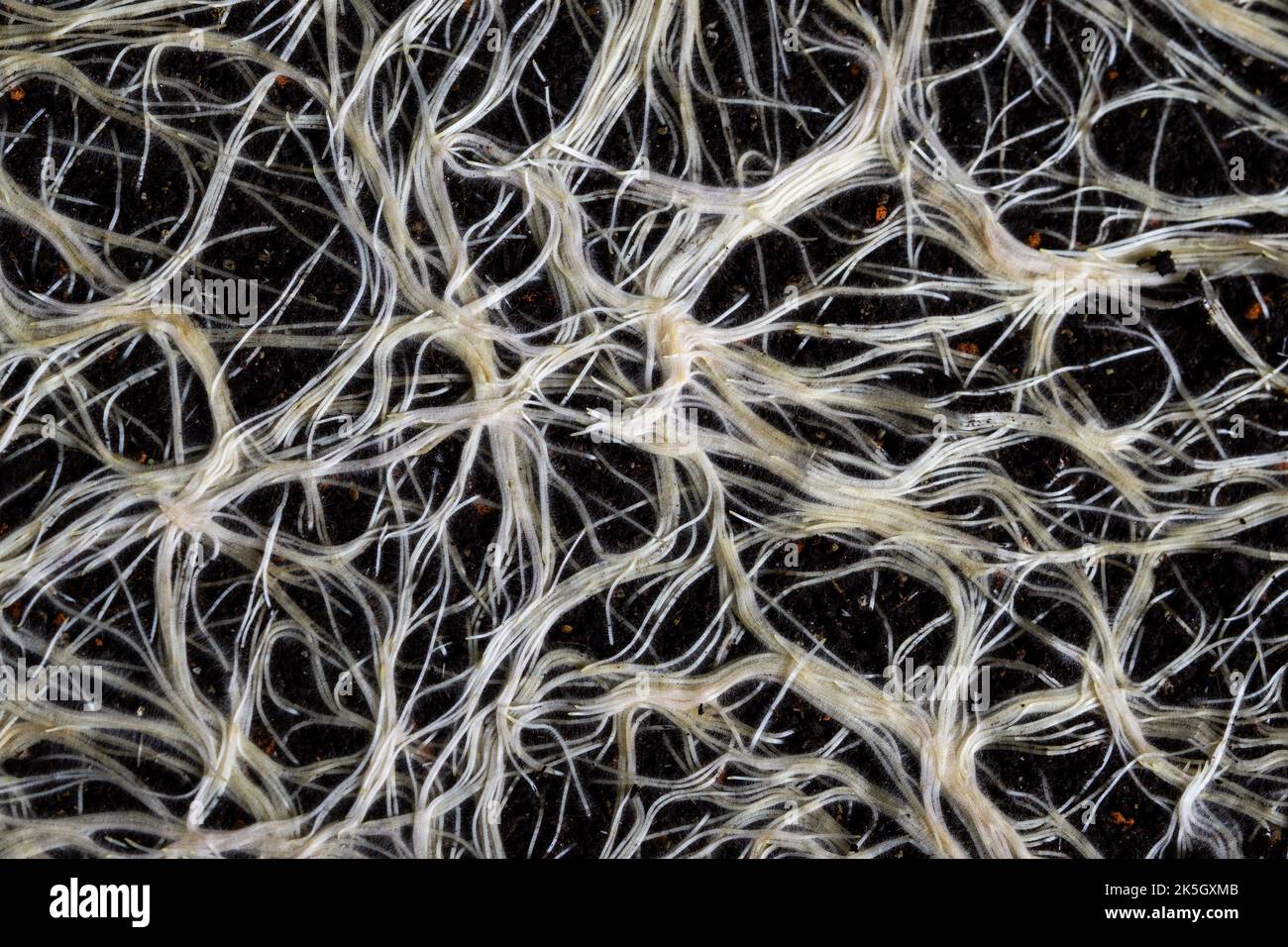 plant root system in soil abstract texture of roots Stock Photo