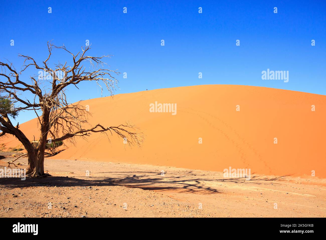 An old deadwood tree stands infront of a Orange Sand dune against a