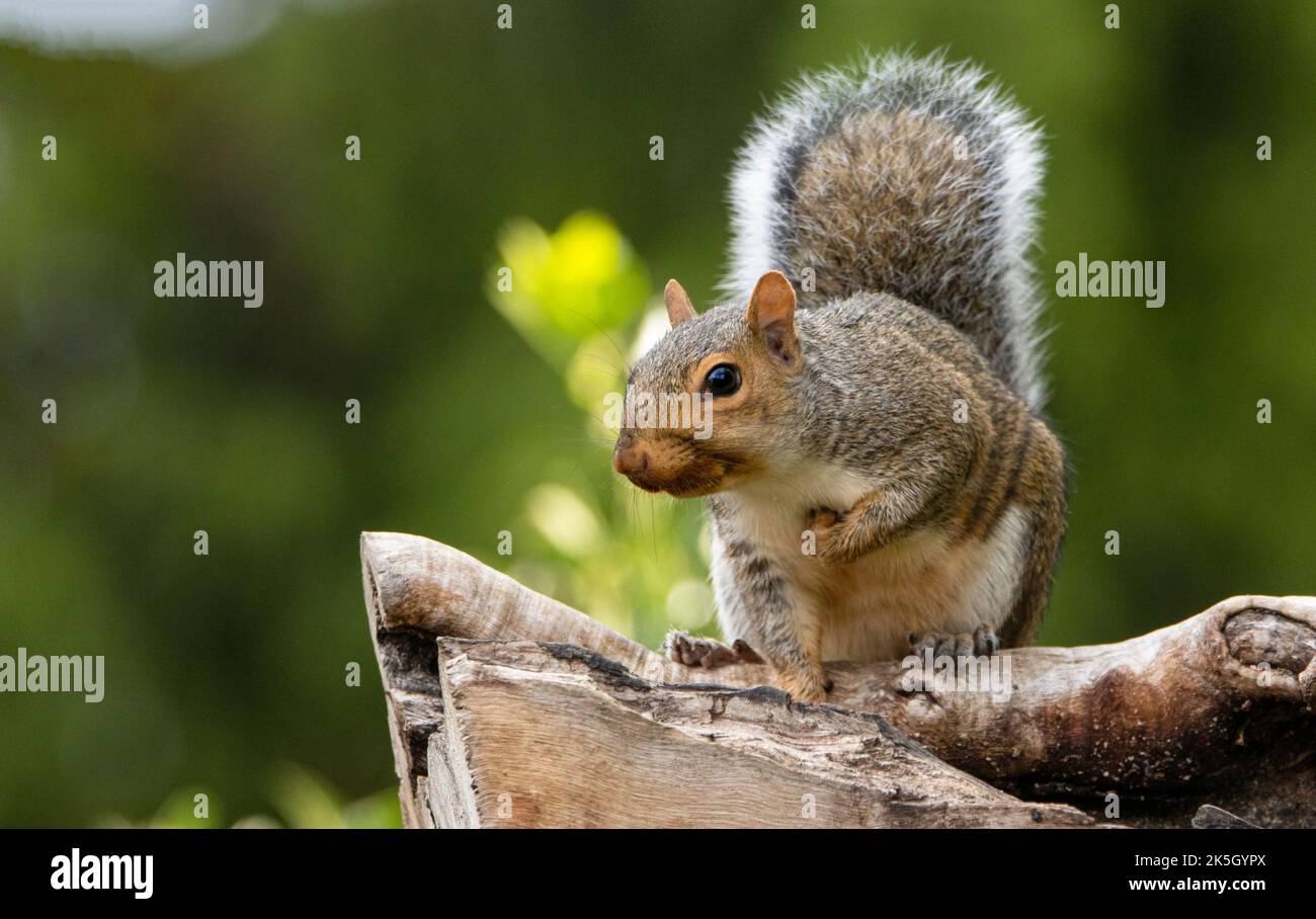 Grey Squirrel, perched on a branch / feeder UK 2022 Stock Photo